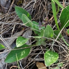 Goodenia hederacea subsp. hederacea at The Pinnacle - 17 Feb 2024 09:10 AM