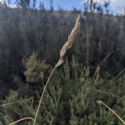 Australopyrum velutinum (Mountain Wheat Grass) at Cotter River, ACT - 17 Feb 2024 by MattM
