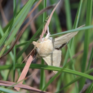 Helicoverpa punctigera at Higgins Woodland - 17 Feb 2024