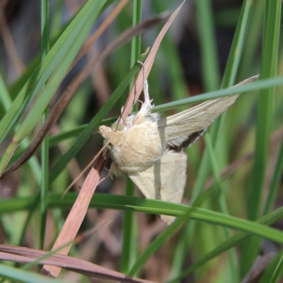 Helicoverpa punctigera (Native Budworm) at Higgins Woodland - 17 Feb 2024 by Trevor