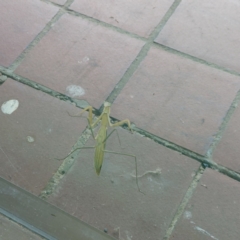 Tenodera australasiae at Kambah, ACT - 15 Feb 2024