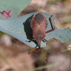 Amorbus sp. (genus) (Eucalyptus Tip bug) at Higgins, ACT - 17 Feb 2024 by Trevor