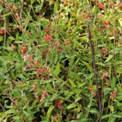 Einadia nutans subsp. nutans (Climbing Saltbush) at Hawker, ACT - 16 Feb 2024 by sangio7