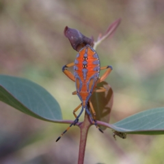 Amorbus sp. (genus) (Eucalyptus Tip bug) at Higgins Woodland - 17 Feb 2024 by Trevor