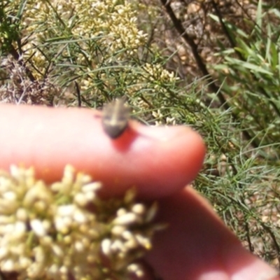 Oncocoris sp. (genus) (A stink bug) at Yarralumla, ACT - 17 Feb 2024 by MichaelMulvaney