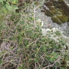 Melicytus angustifolius subsp. divaricatus (Divaricate Tree Violet) at Cotter River, ACT - 16 Feb 2024 by MattM