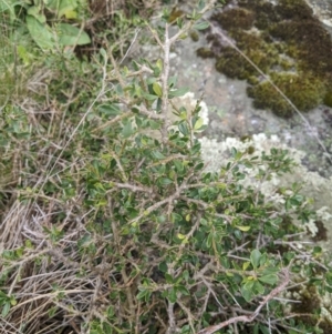 Melicytus angustifolius subsp. divaricatus at Namadgi National Park - 17 Feb 2024