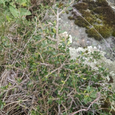 Melicytus angustifolius subsp. divaricatus (Divaricate Tree Violet) at Namadgi National Park - 17 Feb 2024 by MattM