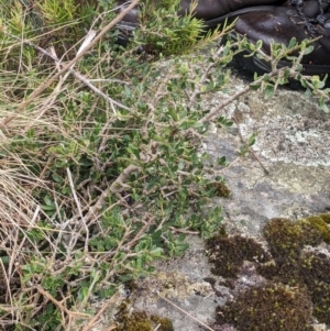 Melicytus angustifolius subsp. divaricatus at Namadgi National Park - 17 Feb 2024 10:06 AM