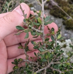 Melicytus angustifolius subsp. divaricatus at Namadgi National Park - 17 Feb 2024 10:06 AM