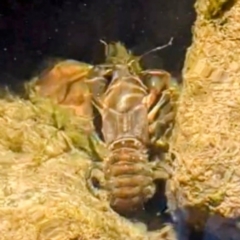 Euastacus sp. (genus) (Spiny crayfish) at Bimberi, NSW - 7 Feb 2024 by HelenCross