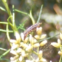 Therevidae (family) (Unidentified stiletto fly) at Stirling Park - 17 Feb 2024 by MichaelMulvaney