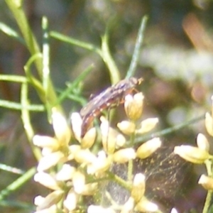 Therevidae (family) at Undefined Area - 17 Feb 2024 12:17 PM