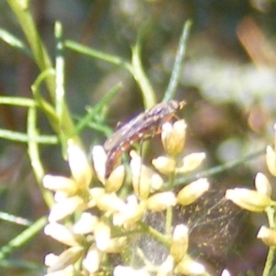 Therevidae (family) (Unidentified stiletto fly) at Stirling Park - 17 Feb 2024 by MichaelMulvaney