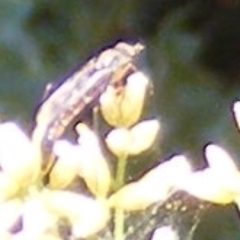 Therevidae (family) at Undefined Area - 17 Feb 2024 12:17 PM