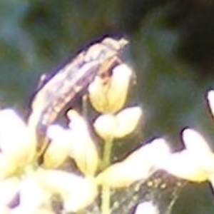 Therevidae (family) at Undefined Area - 17 Feb 2024 12:17 PM