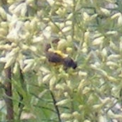 Lasioglossum (Chilalictus) sp. (genus & subgenus) (Halictid bee) at Stirling Park - 17 Feb 2024 by MichaelMulvaney