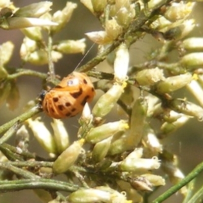 Coccinellidae (family) (Unidentified lady beetle) at Stirling Park (STP) - 17 Feb 2024 by MichaelMulvaney