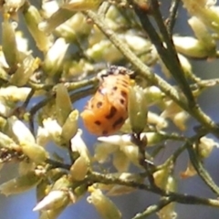 Coccinellidae (family) at Stirling Park (STP) - 17 Feb 2024 12:21 PM