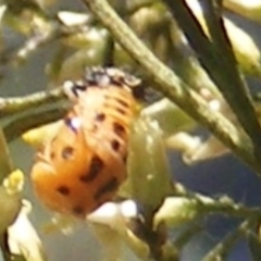 Coccinellidae (family) at Stirling Park (STP) - 17 Feb 2024