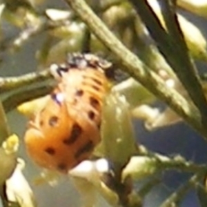 Coccinellidae (family) at Stirling Park (STP) - 17 Feb 2024 12:21 PM