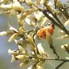 Coccinellidae (family) at Stirling Park (STP) - 17 Feb 2024 12:21 PM