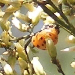 Coccinellidae (family) at Stirling Park (STP) - 17 Feb 2024 12:21 PM