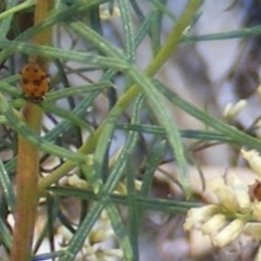 Hippodamia variegata (Spotted Amber Ladybird) at Yarralumla, ACT - 17 Feb 2024 by MichaelMulvaney