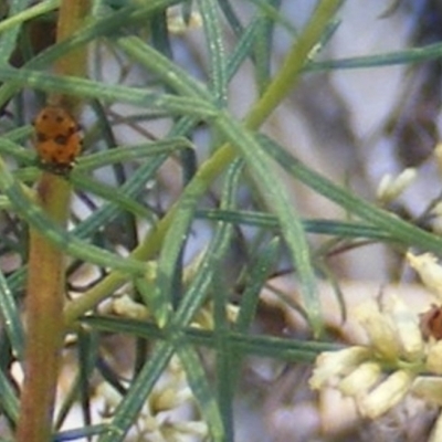 Hippodamia variegata (Spotted Amber Ladybird) at Yarralumla, ACT - 17 Feb 2024 by MichaelMulvaney