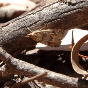 Achyra affinitalis at Higgins Woodland - 17 Feb 2024 12:50 PM