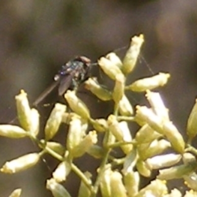 Muscidae (family) (Unidentified muscid fly) at Stirling Park - 17 Feb 2024 by MichaelMulvaney