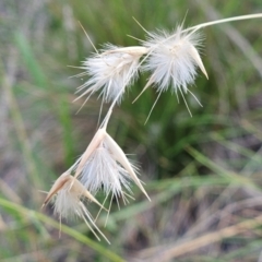 Rytidosperma sp. (Wallaby Grass) at The Pinnacle - 17 Feb 2024 by sangio7