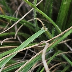 Rytidosperma sp. at The Pinnacle - 17 Feb 2024