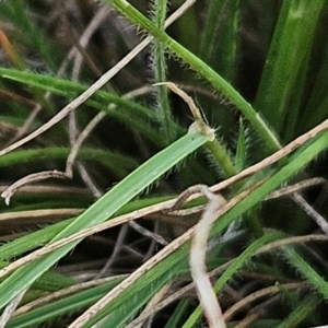 Rytidosperma sp. at The Pinnacle - 17 Feb 2024