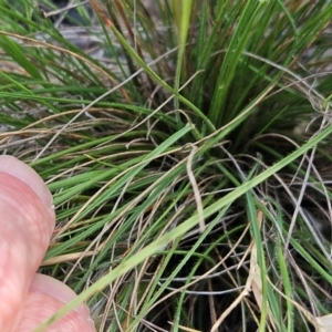 Rytidosperma sp. at The Pinnacle - 17 Feb 2024 09:20 AM