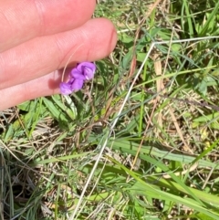 Swainsona behriana at Namadgi National Park - 11 Jan 2024 02:26 PM