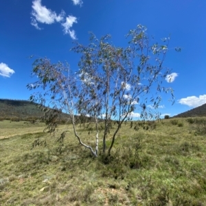 Eucalyptus lacrimans at Namadgi National Park - 10 Jan 2024 02:10 PM