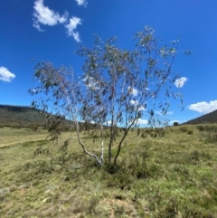 Eucalyptus lacrimans (Weeping Snow Gum) at Namadgi National Park - 10 Jan 2024 by Tapirlord