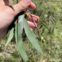 Eucalyptus lacrimans at Namadgi National Park - 10 Jan 2024 02:10 PM