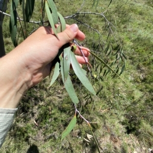 Eucalyptus lacrimans at Namadgi National Park - 10 Jan 2024 02:10 PM