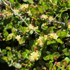 Muehlenbeckia axillaris (Matted Lignum) at Namadgi National Park - 10 Jan 2024 by Tapirlord