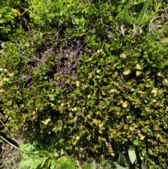 Muehlenbeckia axillaris at Namadgi National Park - 10 Jan 2024 01:55 PM