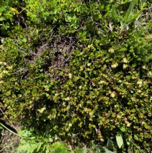 Muehlenbeckia axillaris at Namadgi National Park - 10 Jan 2024