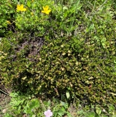 Muehlenbeckia axillaris at Namadgi National Park - 10 Jan 2024