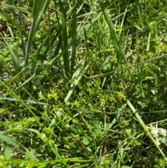 Juncus fockei at Namadgi National Park - 10 Jan 2024