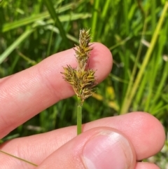 Carex disticha at Namadgi National Park - 10 Jan 2024