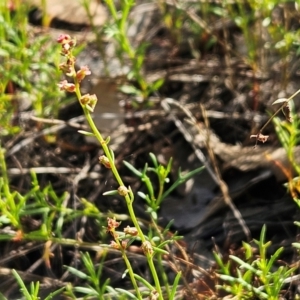 Haloragis heterophylla at The Pinnacle - 17 Feb 2024 09:22 AM