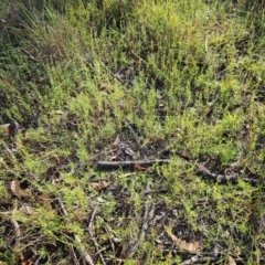 Haloragis heterophylla at The Pinnacle - 17 Feb 2024 09:22 AM