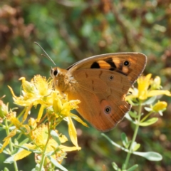 Heteronympha penelope (Shouldered Brown) at Mount Ainslie - 16 Feb 2024 by DPRees125