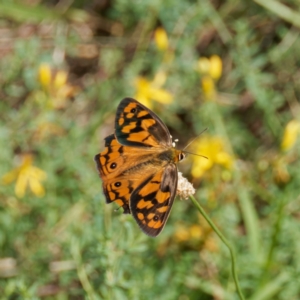 Heteronympha penelope at Mount Ainslie - 17 Feb 2024